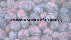 Samozber sliviek v Sťefanovej 1